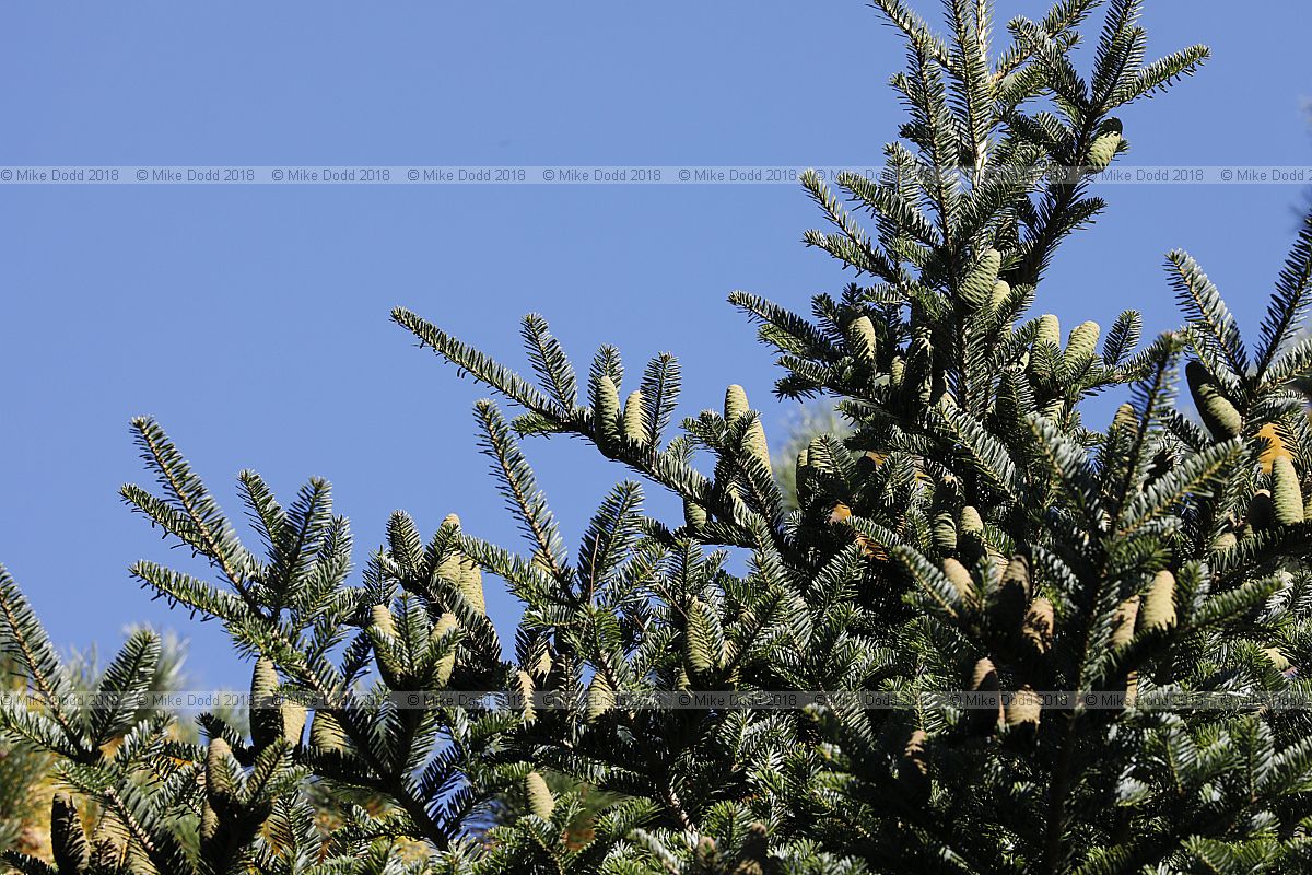 Abies firma Momi fir