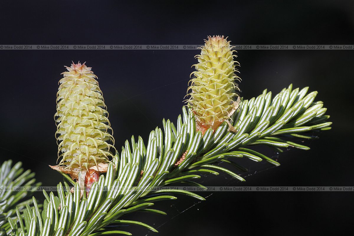 Abies fraseri Fraser Fir