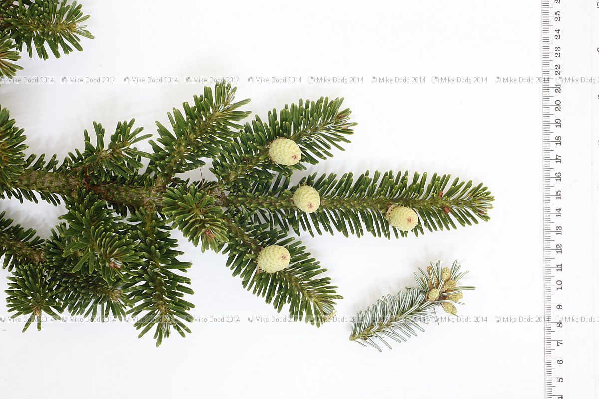 Abies fraseri Fraser Fir