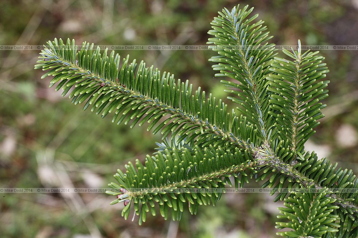 Abies fraseri Fraser fir
