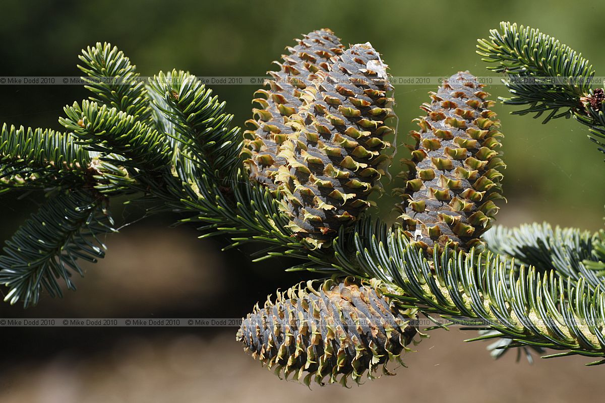 Abies fraseri Fraser Fir