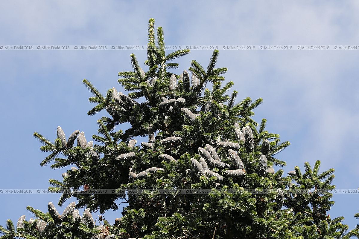 Abies gamblei Gamble Fir