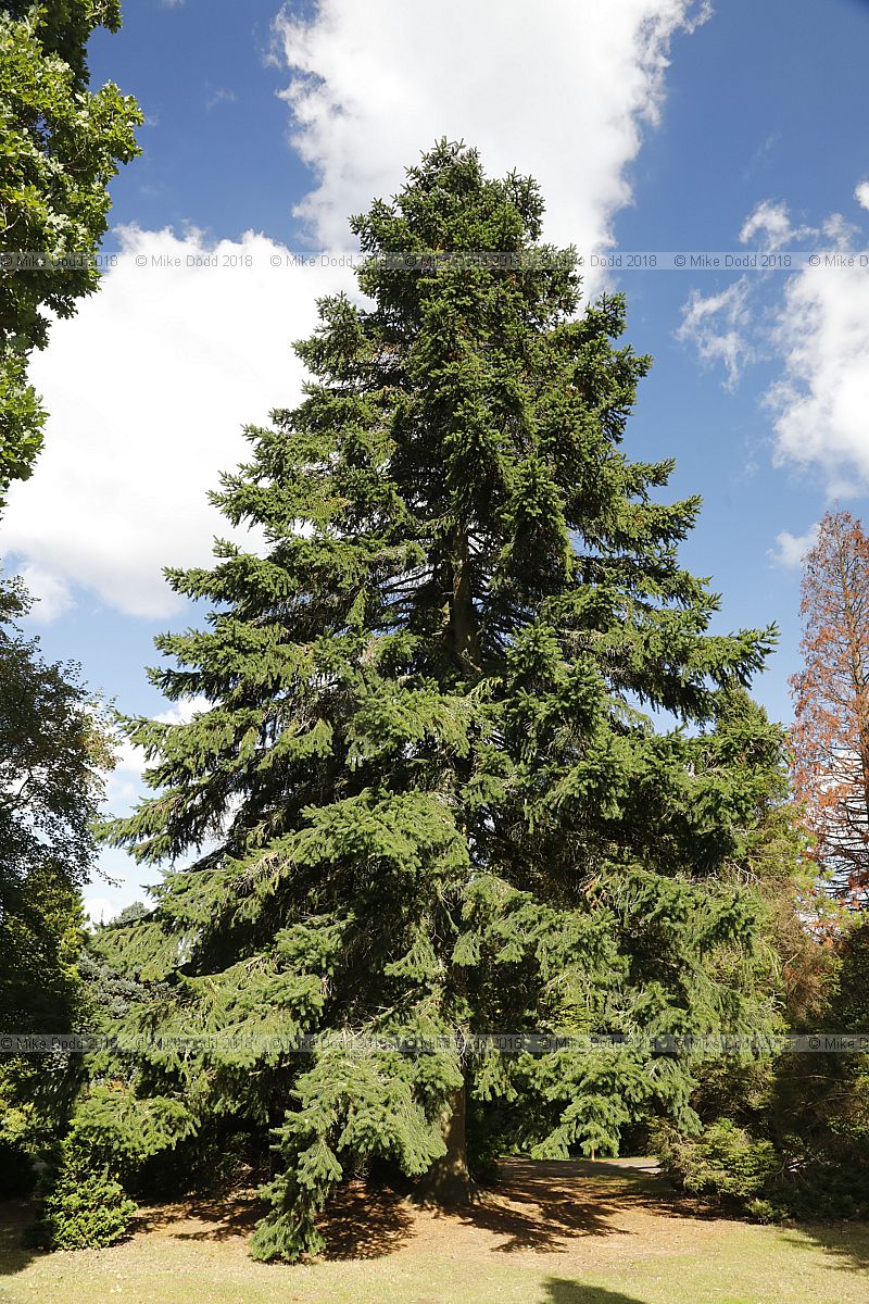 Abies gamblei Gamble Fir