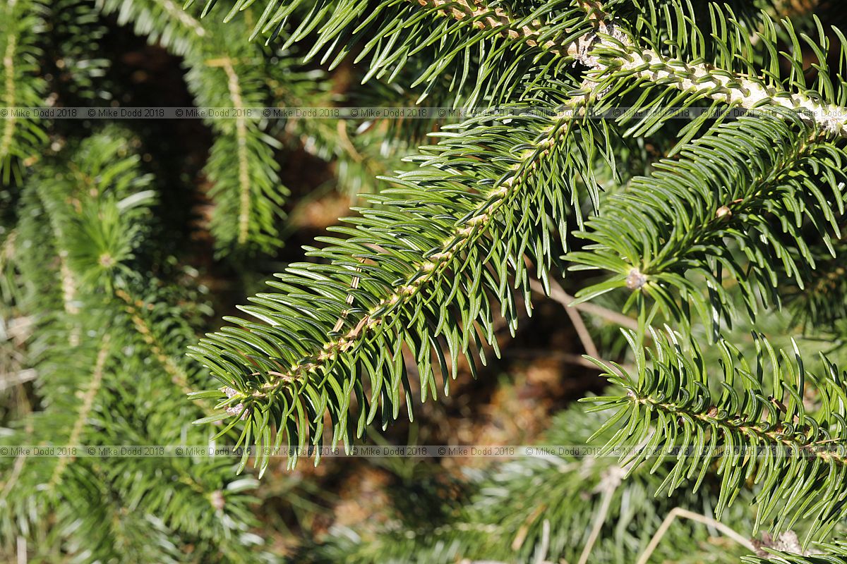 Abies gamblei Gamble Fir (?)