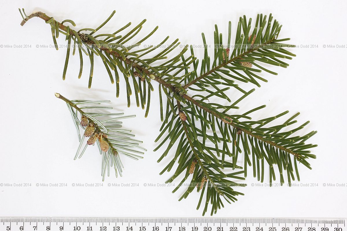 Abies grandis Grand fir (check this tree)