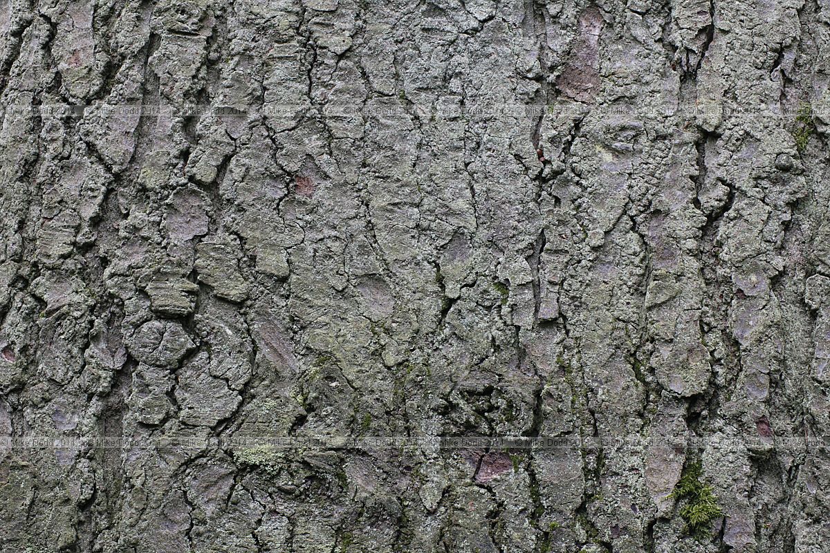 Abies grandis Grand fir