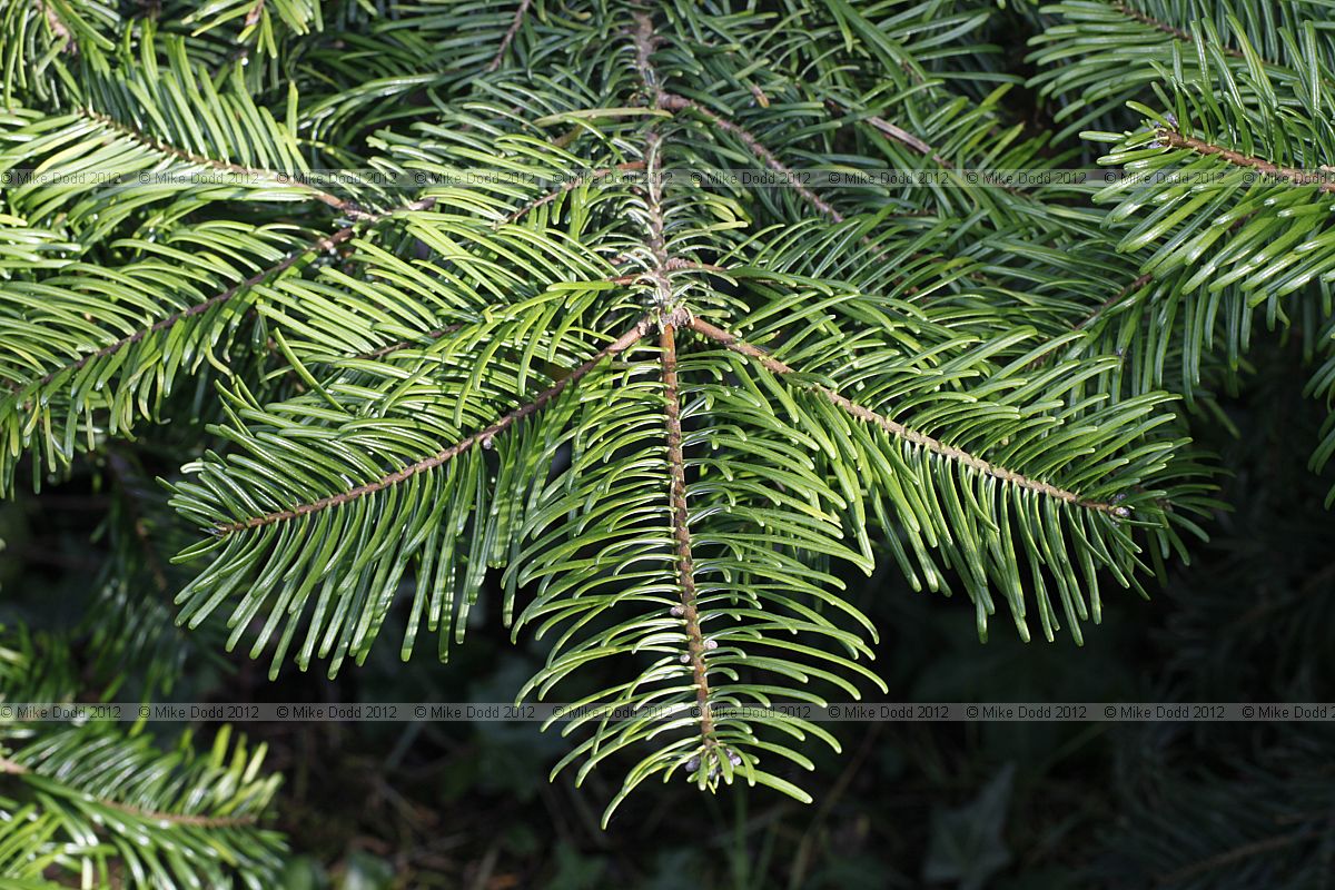 Abies grandis Grand Fir