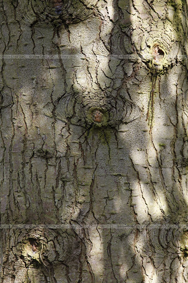 Abies grandis Grand Fir