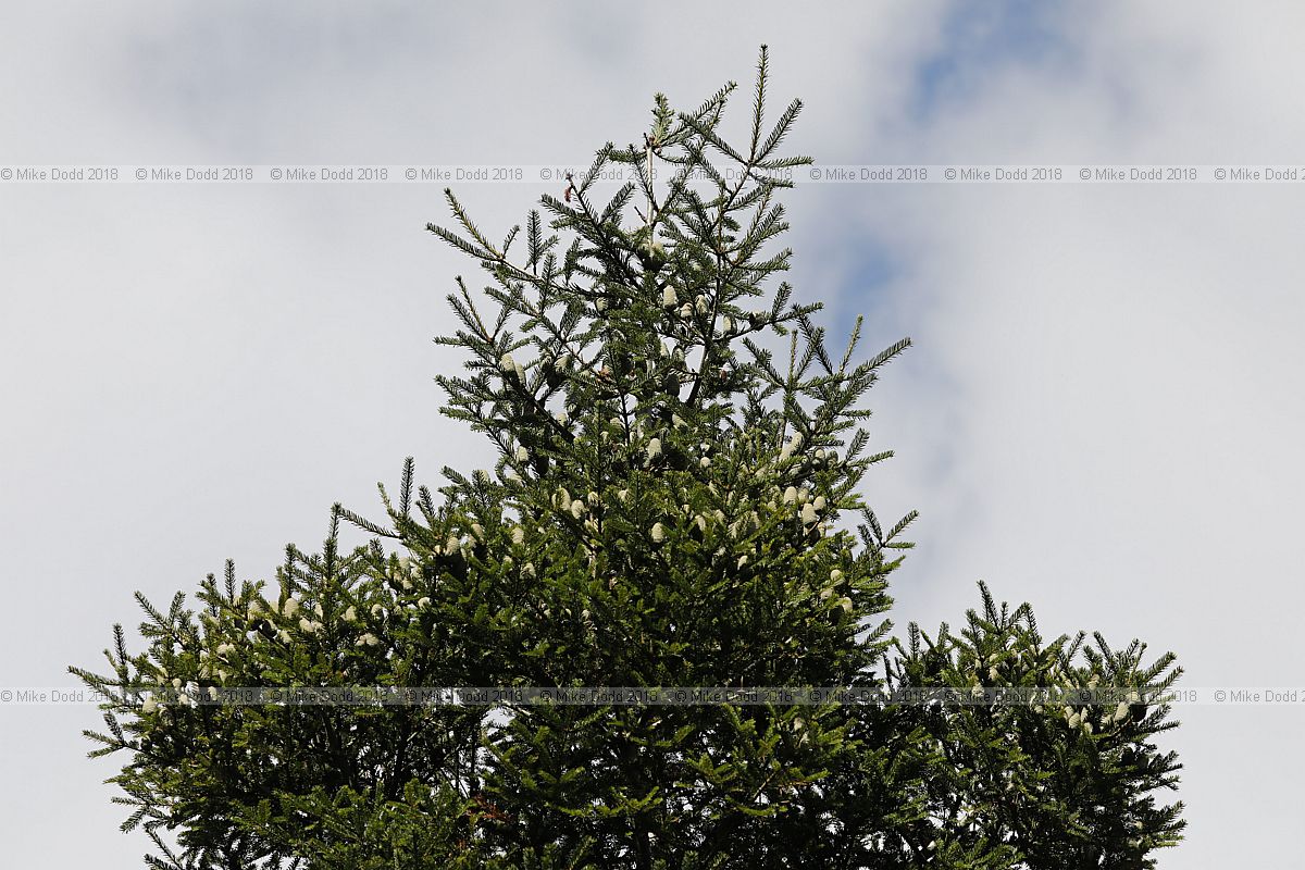 Abies guatemalensis Guatemalan fir