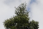 Abies guatemalensis Guatemalan fir