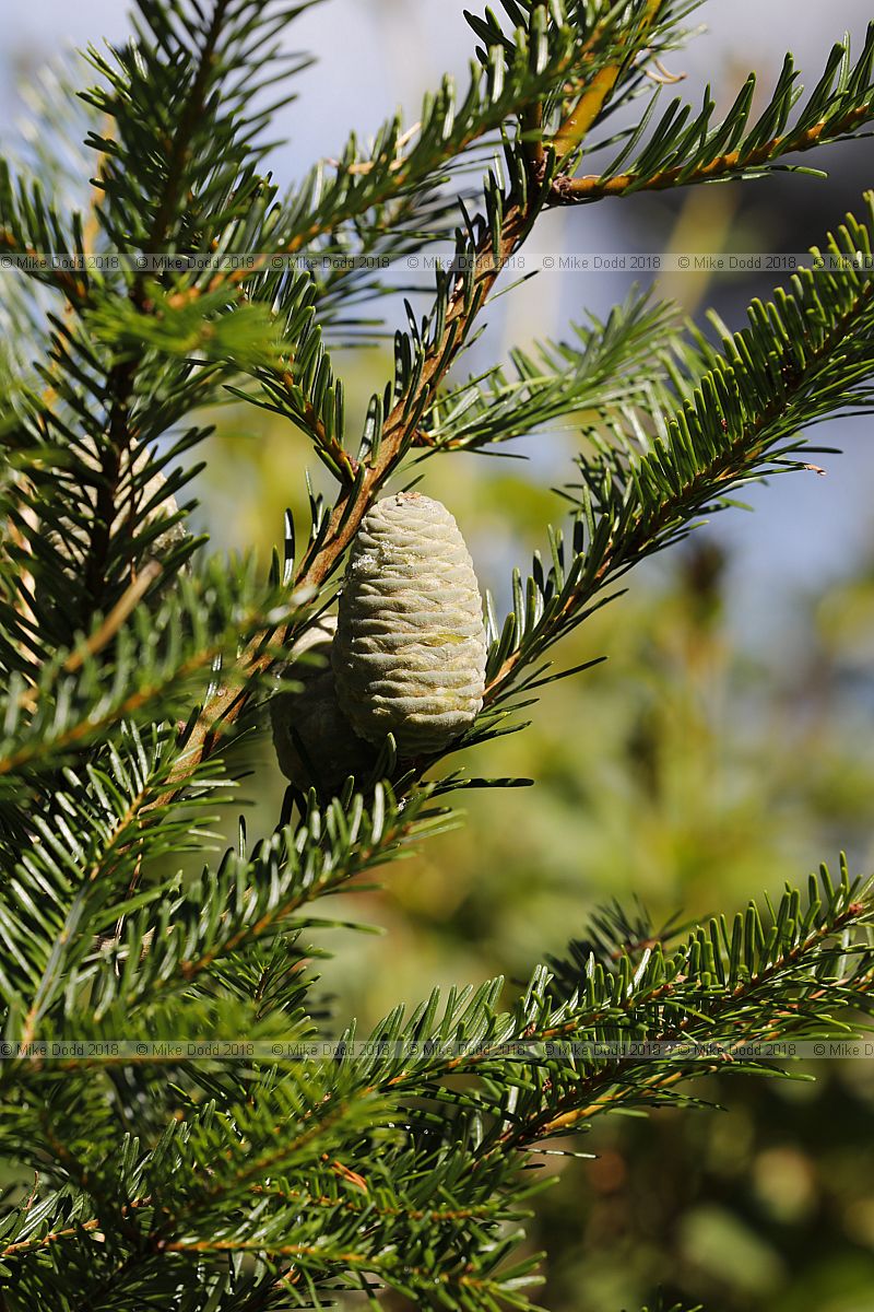 Abies guatemalensis Guatemalan fir