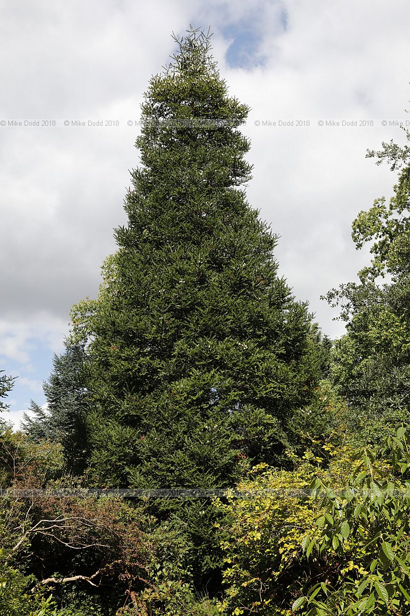 Abies guatemalensis Guatemalan fir