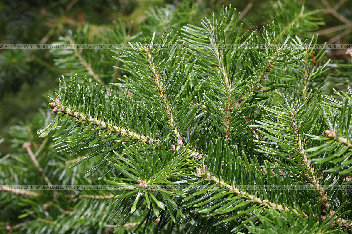 Abies holophylla Manchurian fir