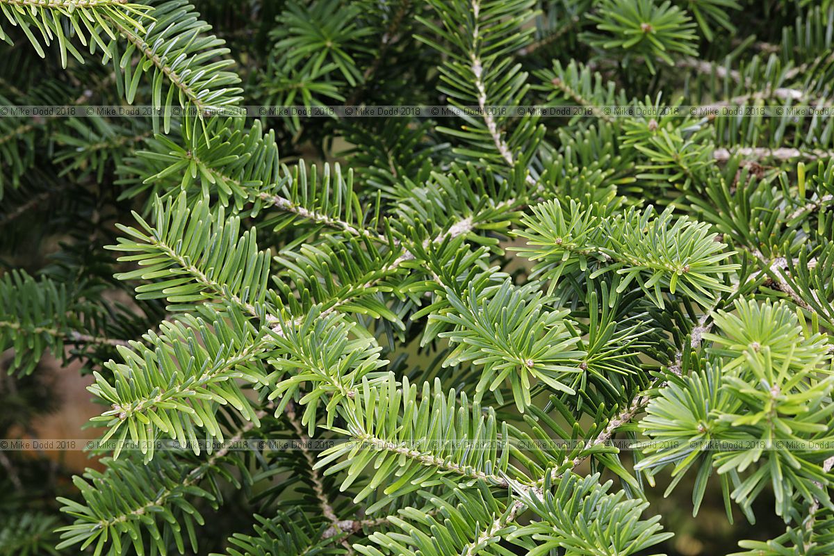Abies homolepis Nikko fir
