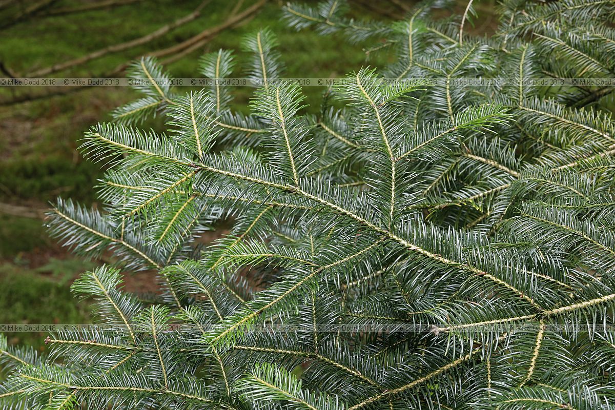 Abies kawakamii Taiwan fir
