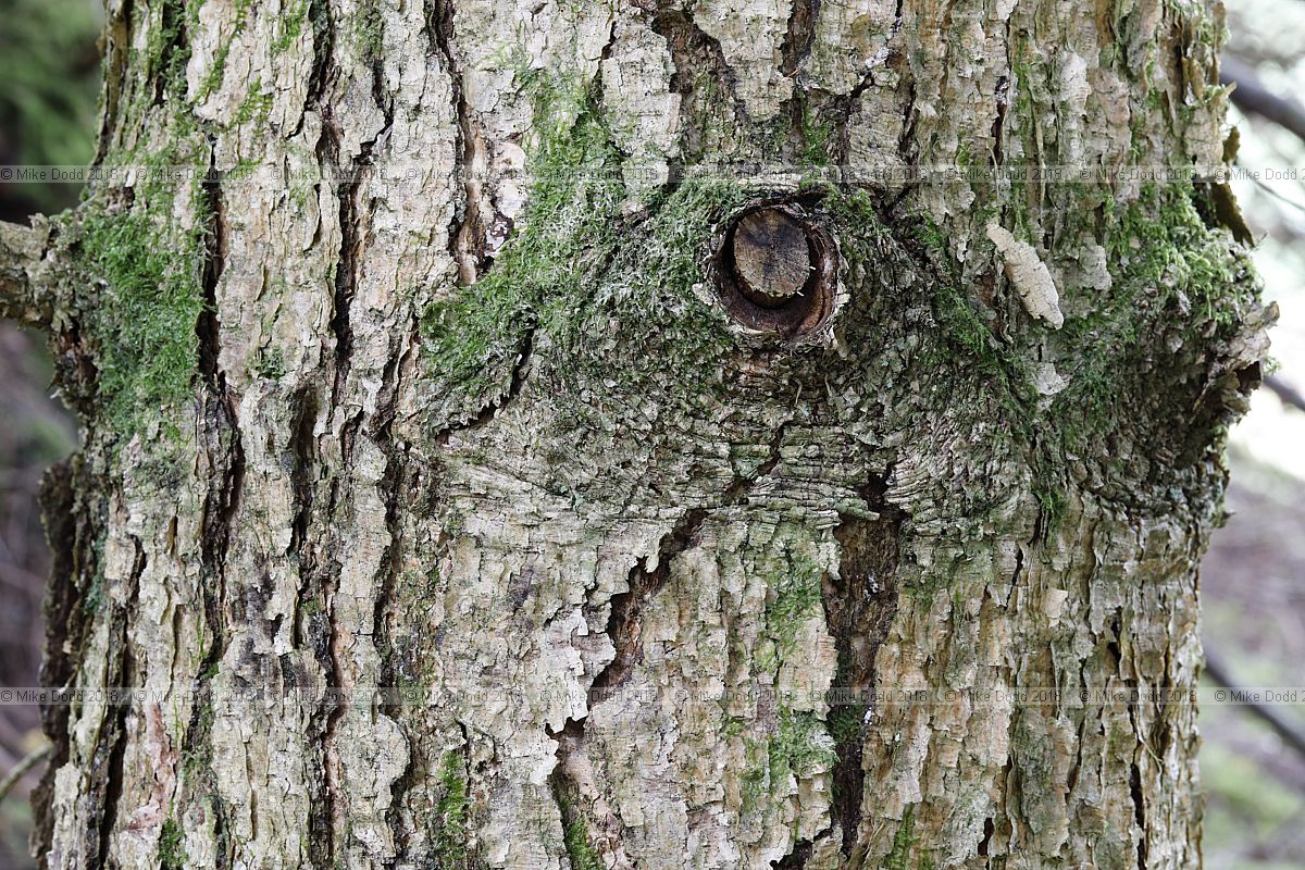 Abies kawakamii Taiwan fir