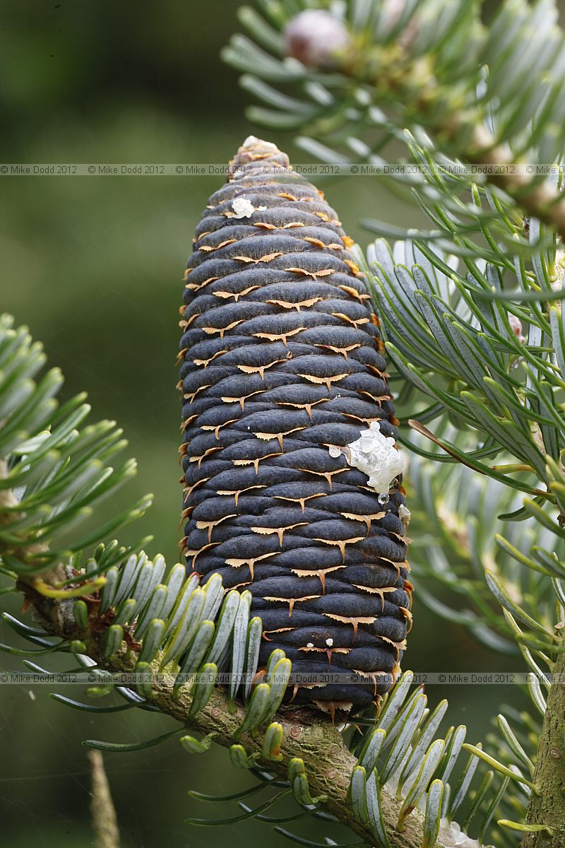Abies koreana Korean Fir