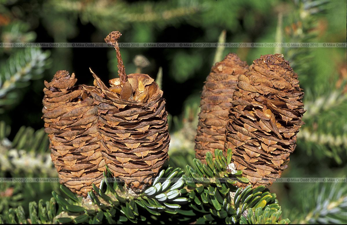 Abies koreana 'Flava'