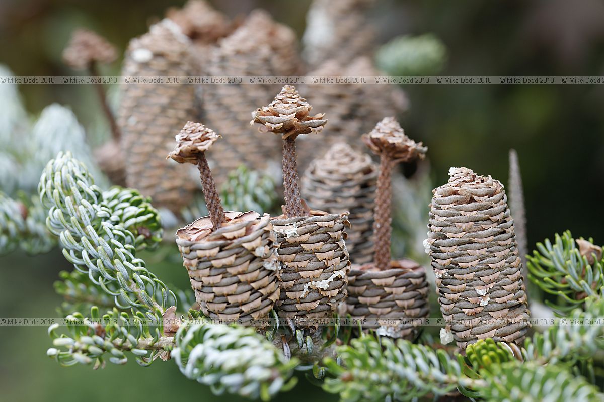 Abies koreana 'Silberlocke'