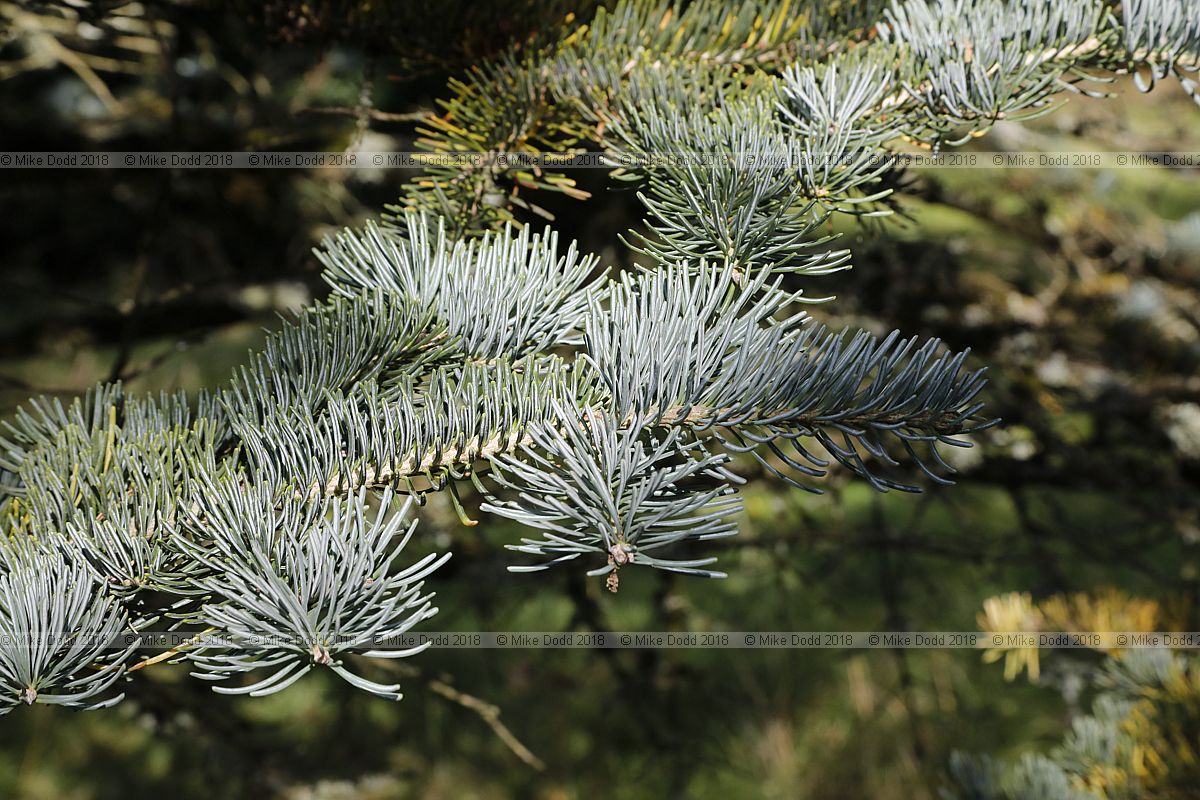 Abies lasiocarpa var arizonica
