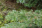 Abies lasiocarpa var. lasiocarpa Northern subalpine fir