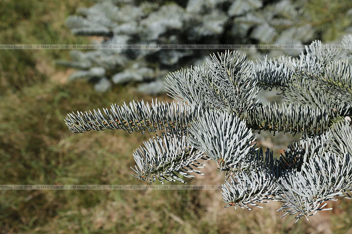 Abies magnifica var shastensis
