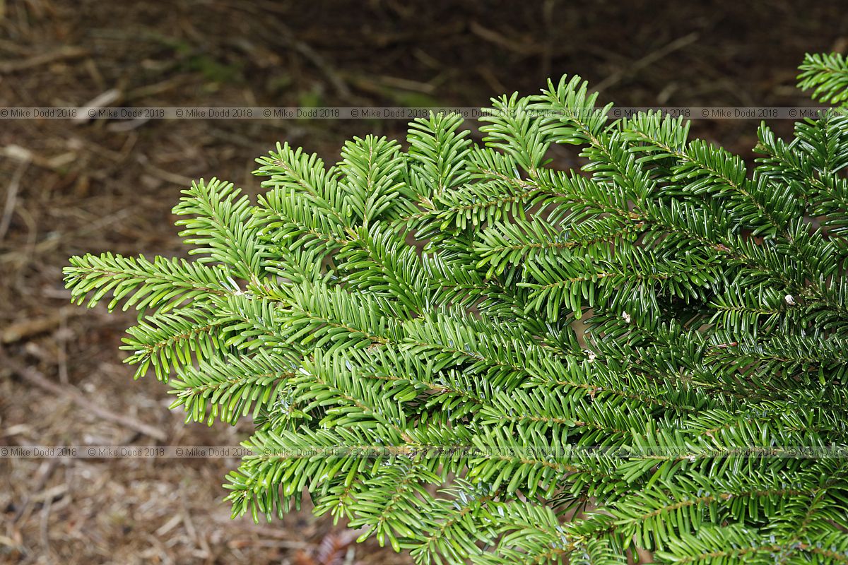 Abies mariesii Maries's Fir