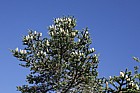 Abies nebrodensis Sicilian fir