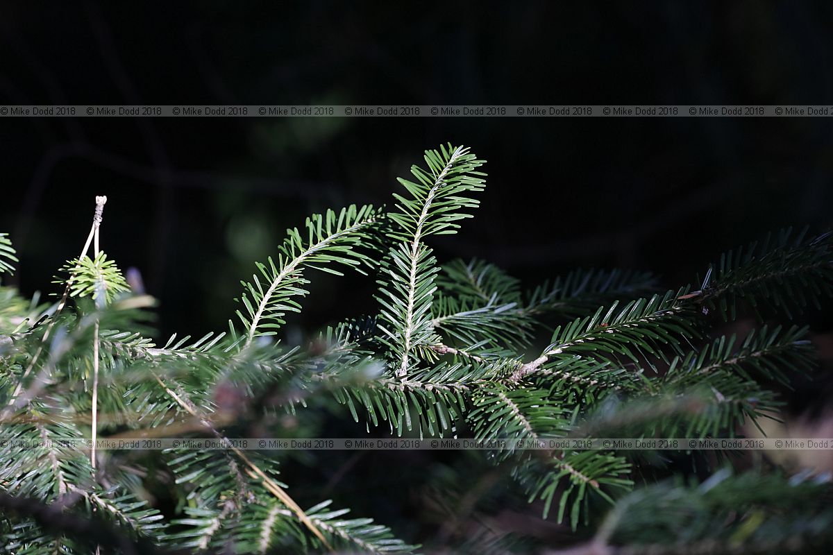Abies nephrolepis Manchurian fir