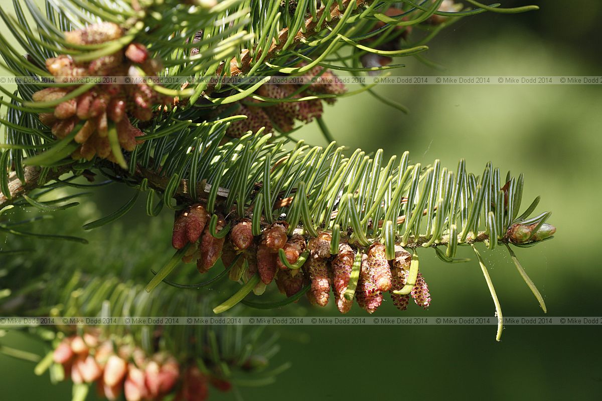 Abies nordmanniana Nordmann fir