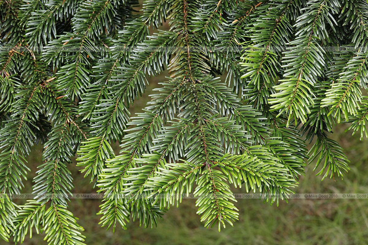 Abies nordmanniana Nordmann fir