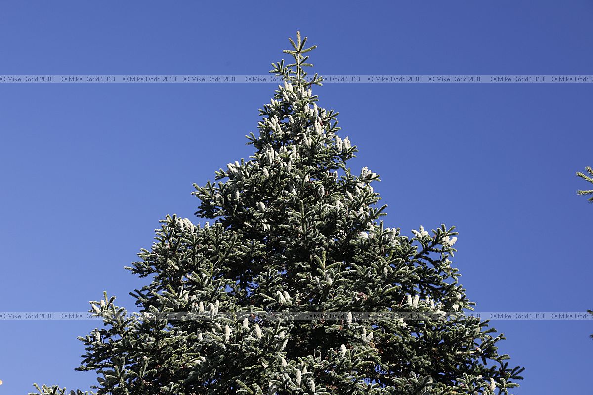 Abies numidica Algerian fir