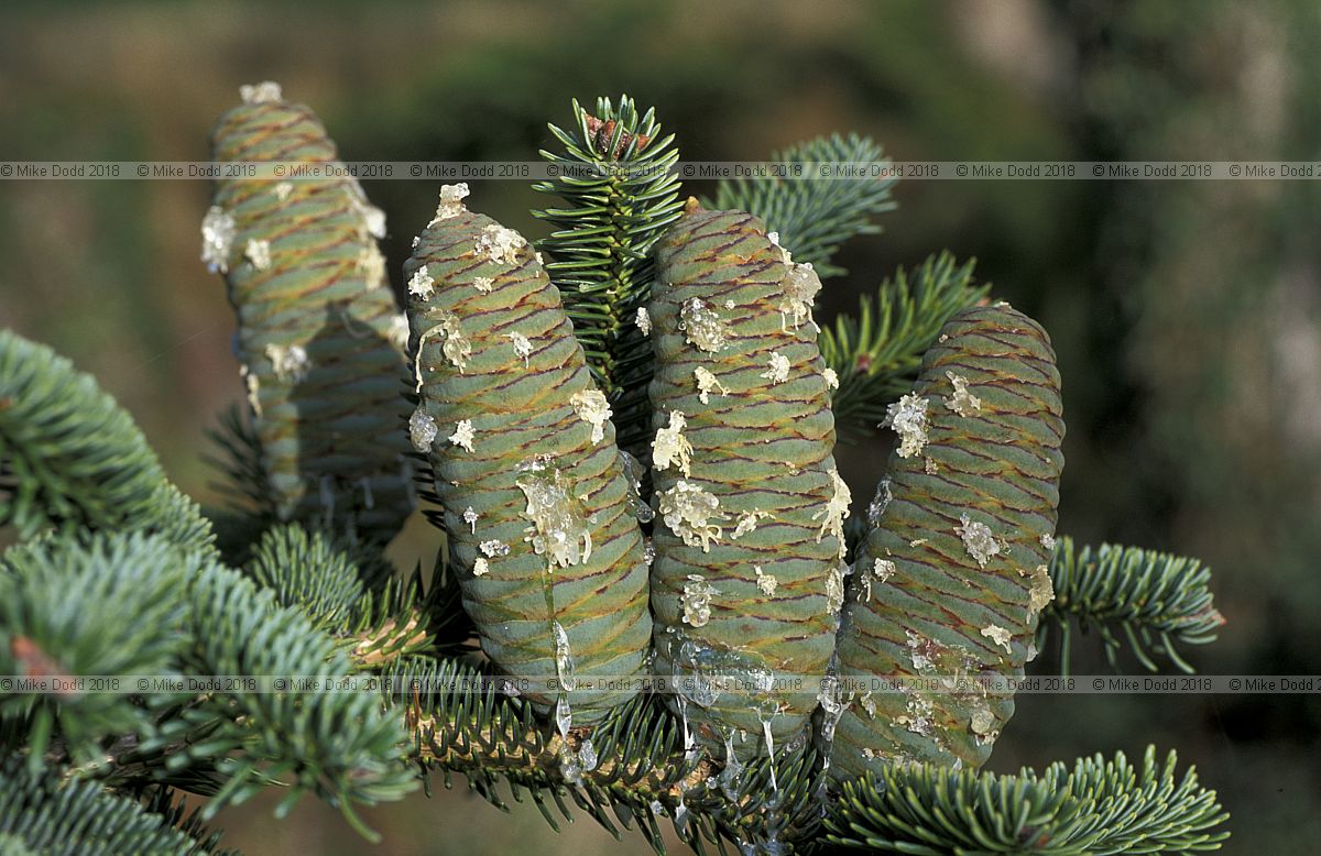 Abies numidica cones with resin