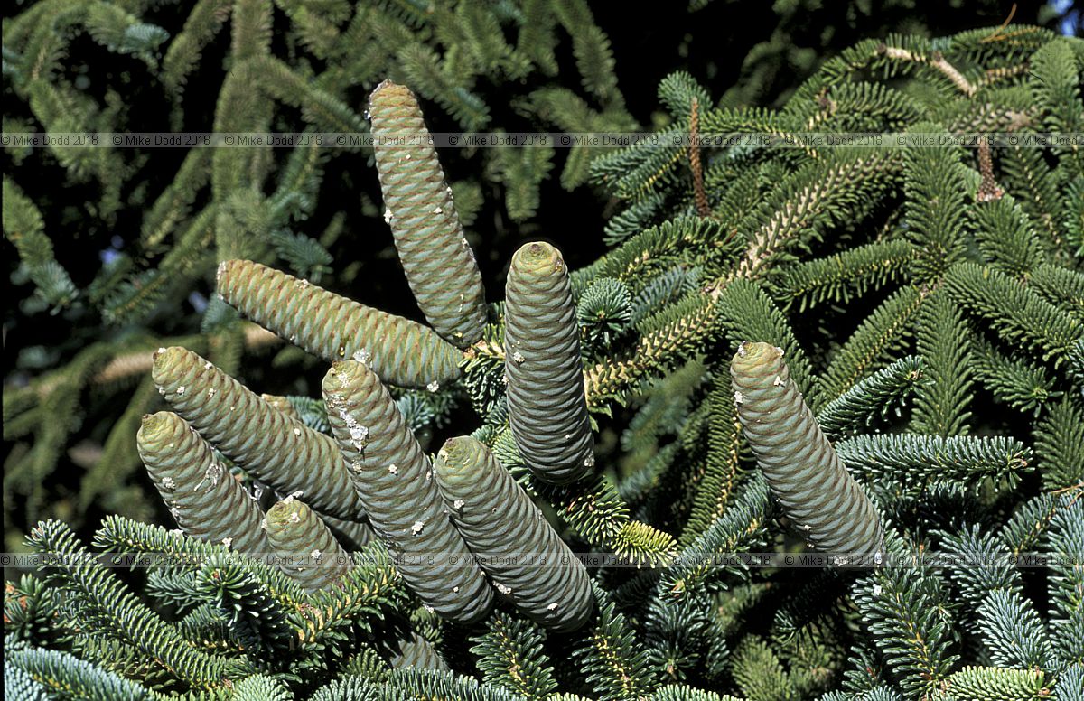 Abies numidica pendula cones with resin