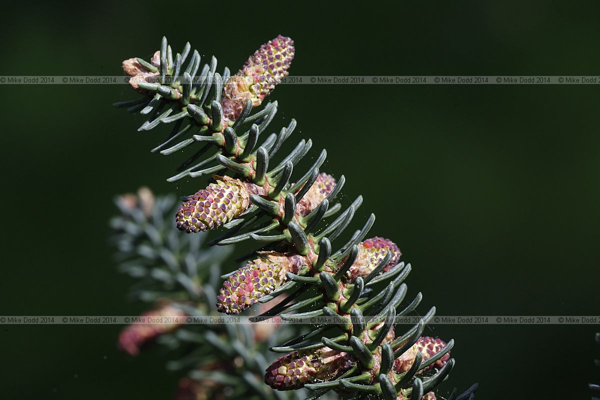 Abies pinsapo Spanish fir