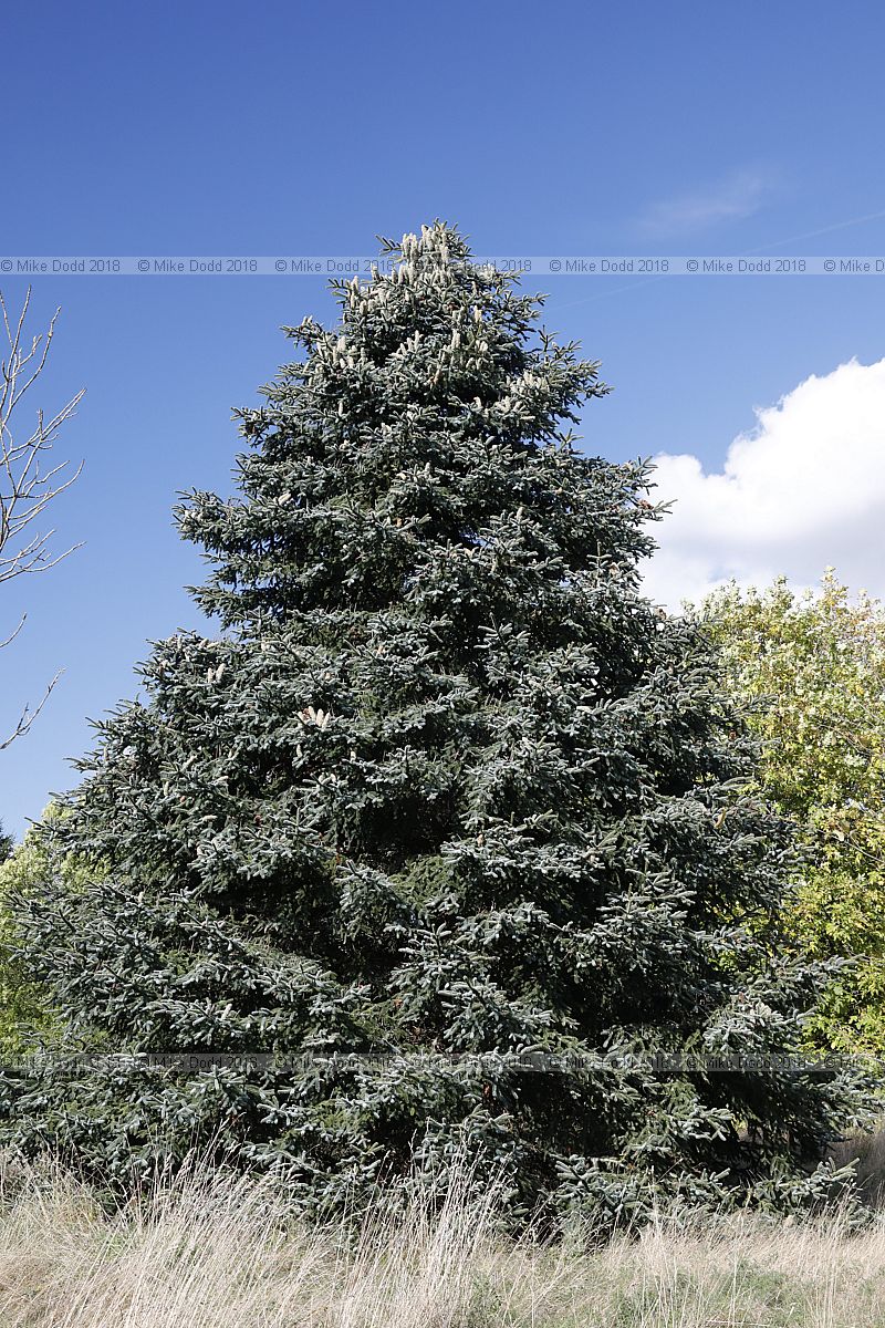 Abies pinsapo 'Kelleriis'