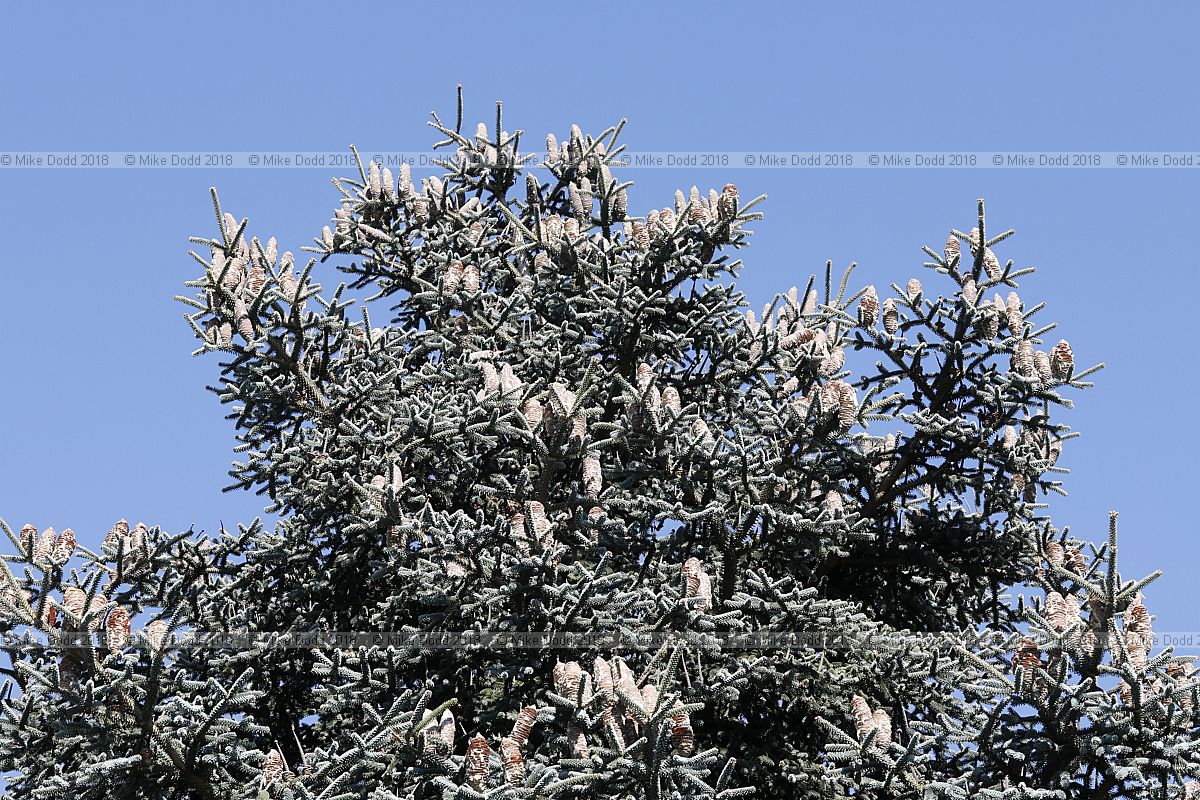 Abies pinsapo var. marocana Moroccan fir