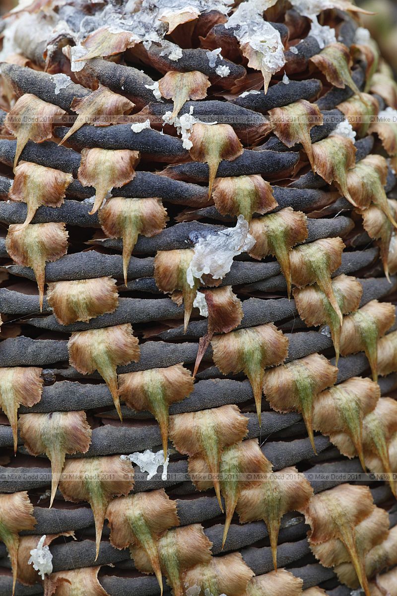 Abies procera Noble fir