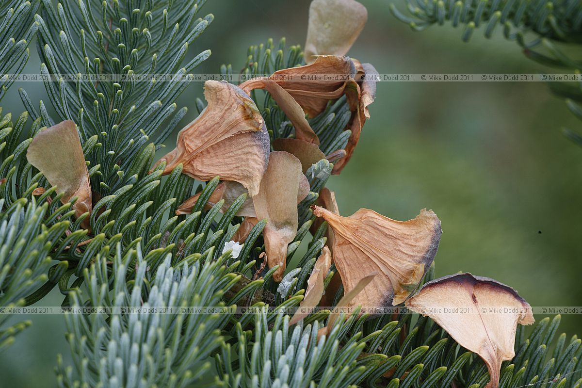 Abies procera Noble fir