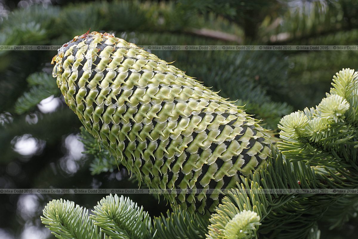 Abies procera Noble fir