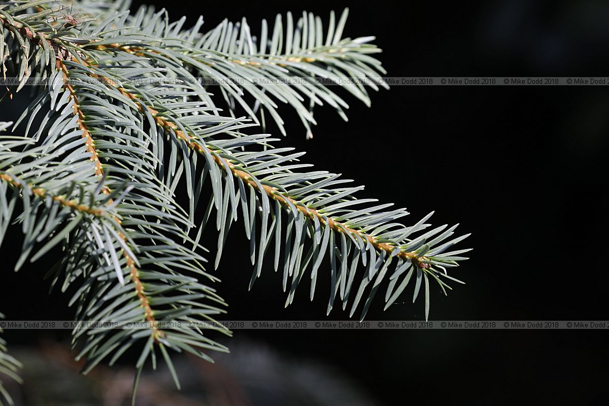 Abies religiosa Sacred fir