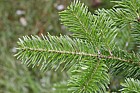 Abies sachalinensis Sakhalin fir