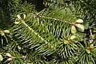 Abies spectabilis Himalayan fir