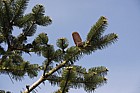 Abies spectabilis Himalayan fir