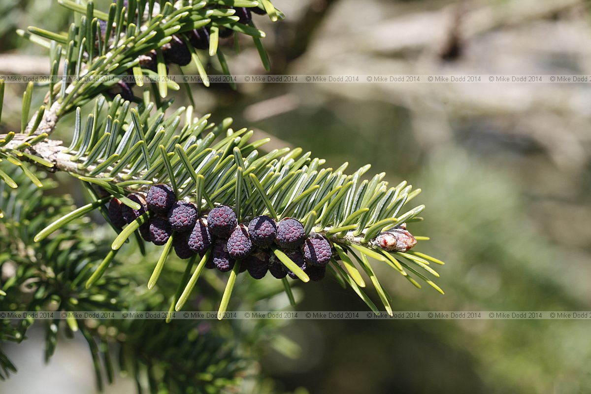 Abies spectabilis var brevifolia Himalayan fir