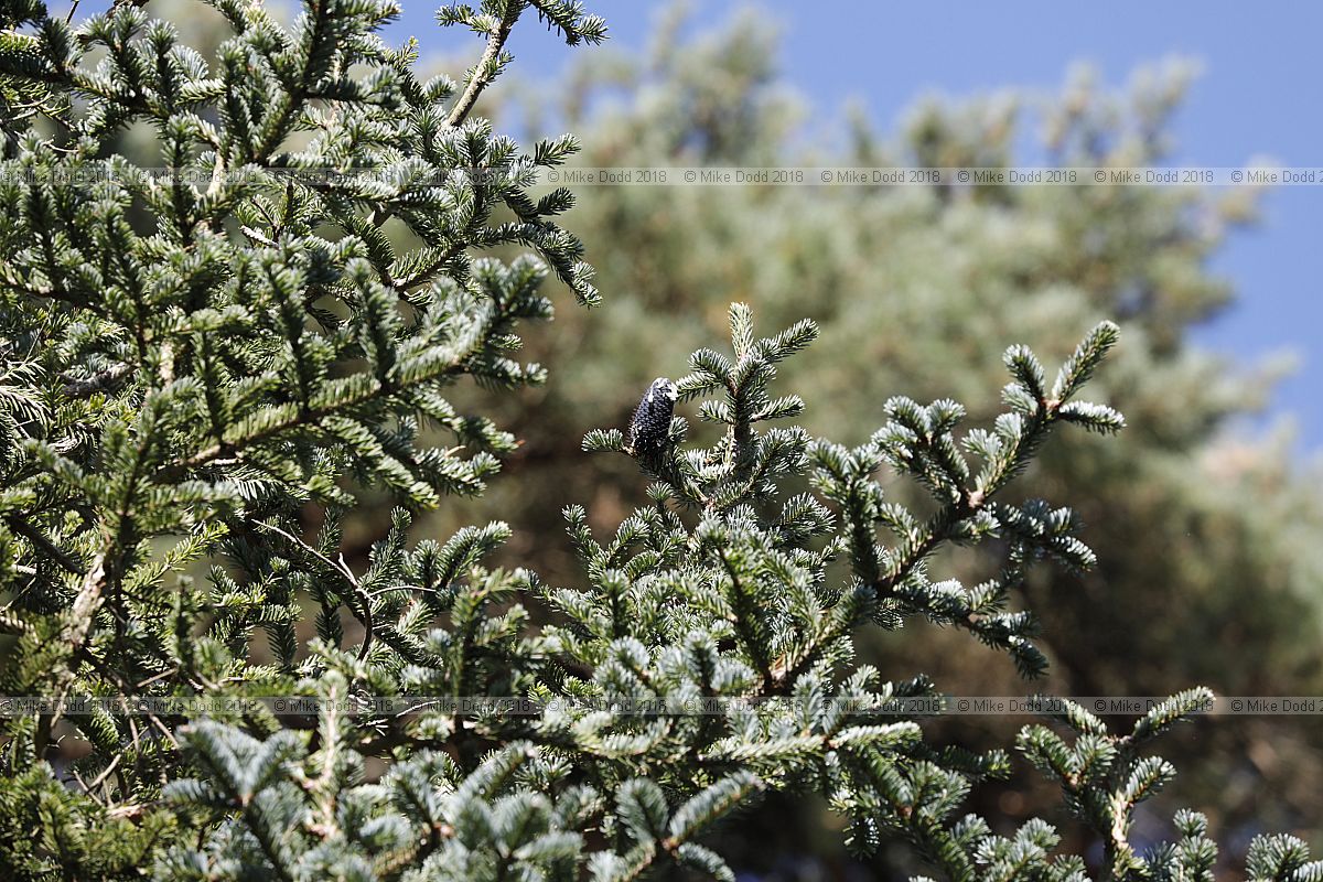 Abies squamata Flaky fir