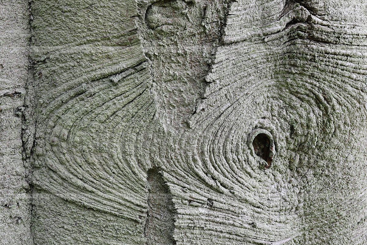 Abies veitchii Veitch's silver-fir