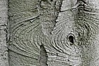 Abies veitchii Veitch's silver-fir