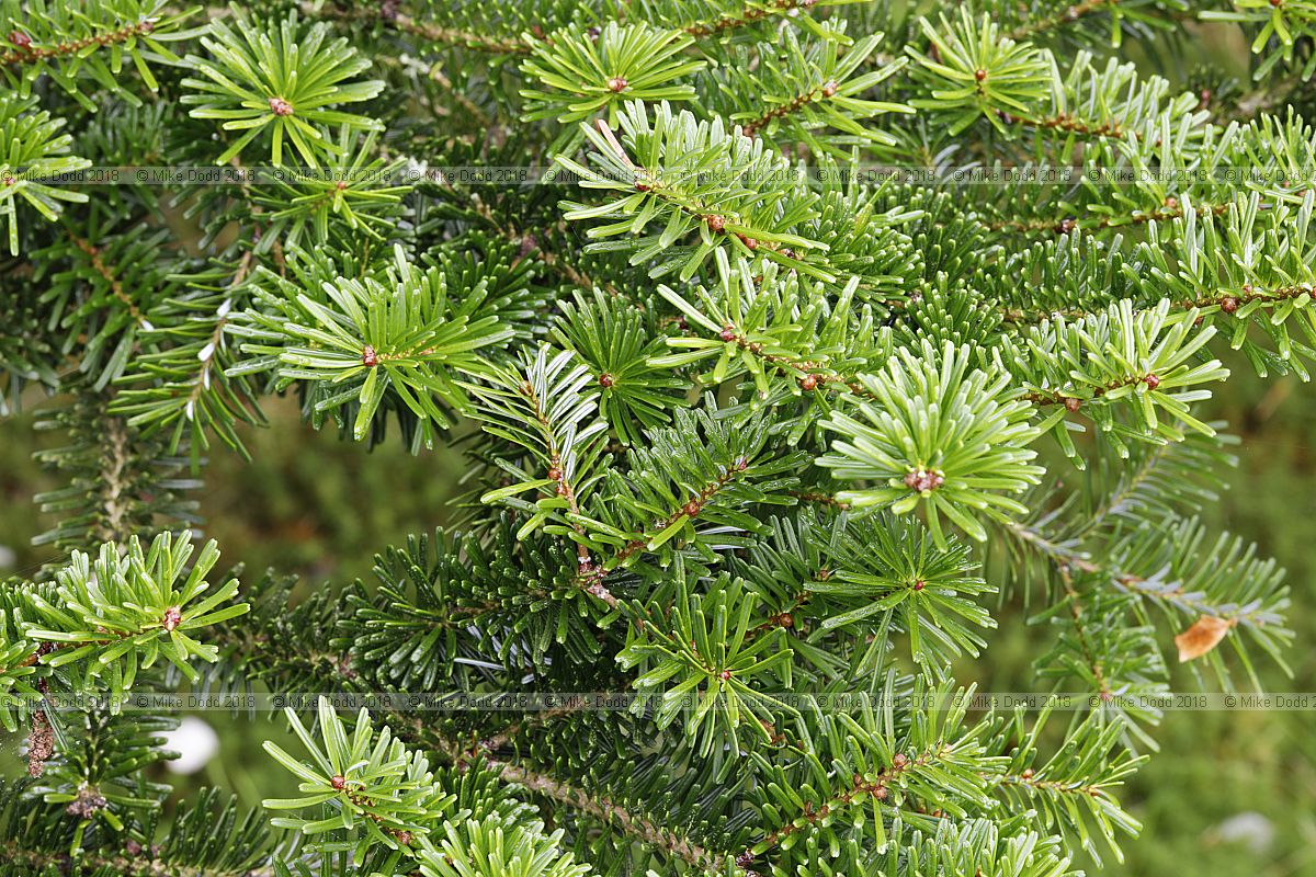 Abies veitchii var sikokiana