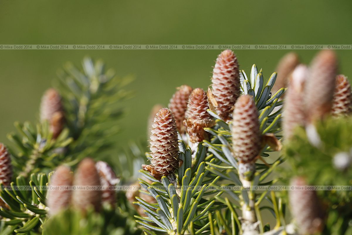 Abies x arnoldiana